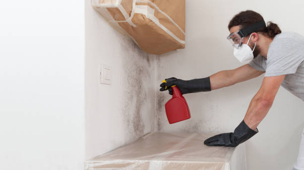 Professional Basement Mold Remediation technician working in Catonsville, MD